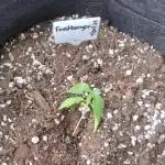 Frostbanger (Fastbuds) - 2025 Outdoor