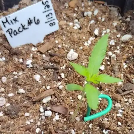 Mix Pack Autos #6 thru 9 - 2025 Outdoor