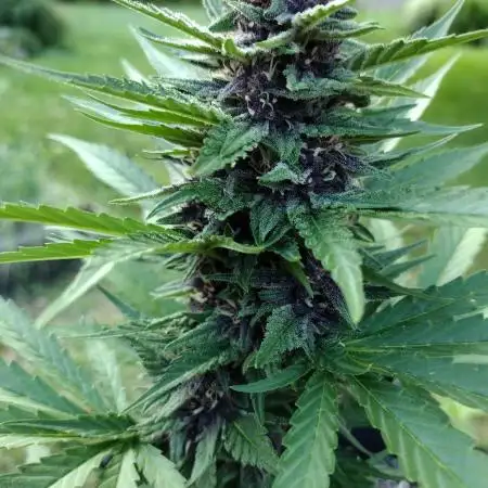 Tropicana Cookies - 2025 Outdoor