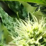 1st Grow - 2025 Outdoor