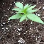 Mix Pack Auto #5 - Outdoor 2025