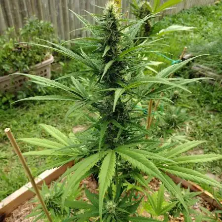 1st Grow - 2025 Outdoor