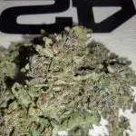 Mix Pack Auto #10 - 2025 Outdoor