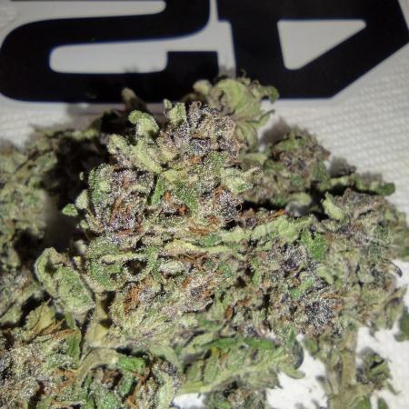 Mix Pack Auto #10 - 2025 Outdoor