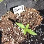 Mix Pack Auto #10 - 2025 Outdoor