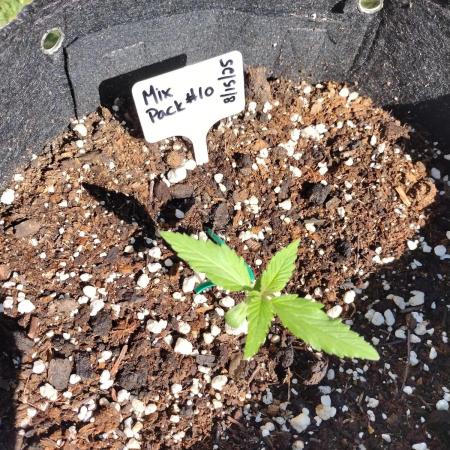 Mix Pack Auto #10 - 2025 Outdoor