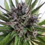 1st Grow - 2025 Outdoor