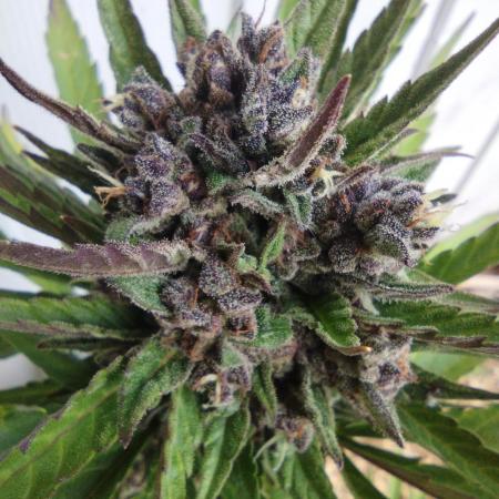 1st Grow - 2025 Outdoor