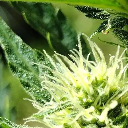 1st Grow - 2025 Outdoor