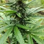 Tropicana Cookies - 2025 Outdoor