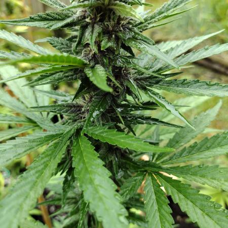 Tropicana Cookies - 2025 Outdoor