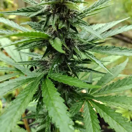 Tropicana Cookies - 2025 Outdoor