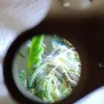 1st Grow - 2025 Outdoor