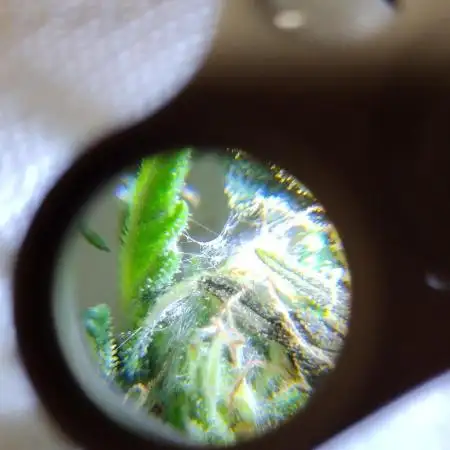 1st Grow - 2025 Outdoor