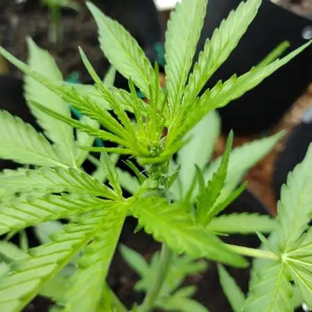 Mix Pack Auto #5 - Outdoor 2025