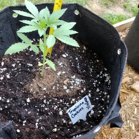 Tropicana Cookies - 2025 Outdoor