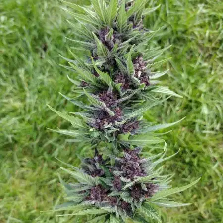 Tropicana Cookies - 2025 Outdoor