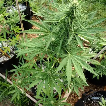 1st Grow - 2025 Outdoor