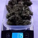 1st Grow - 2025 Outdoor