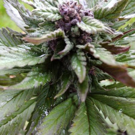 Mix Pack Auto #10 - 2025 Outdoor