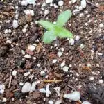 Mix Pack Auto #10 - 2025 Outdoor