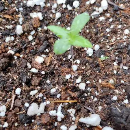 Mix Pack Auto #10 - 2025 Outdoor