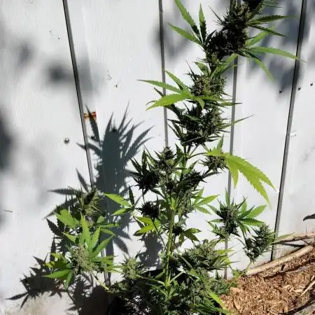 1st Grow - 2025 Outdoor