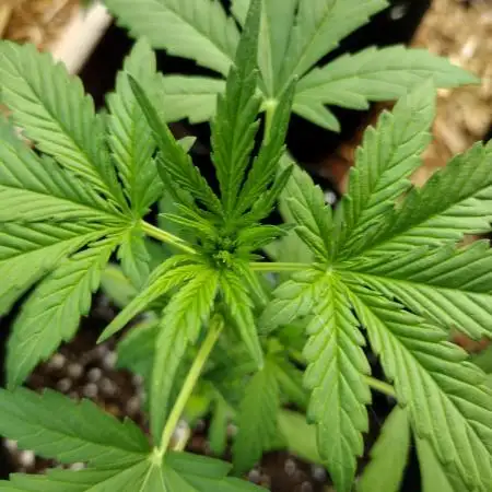 Tropicana Cookies - 2025 Outdoor