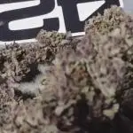 Tropicana Cookies - 2025 Outdoor