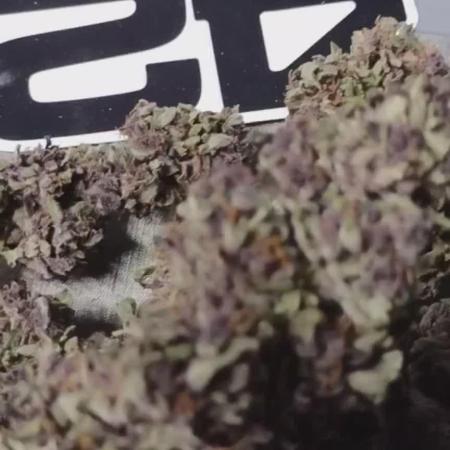 Tropicana Cookies - 2025 Outdoor