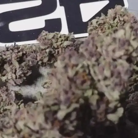 Tropicana Cookies - 2025 Outdoor