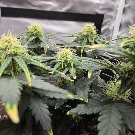First grow