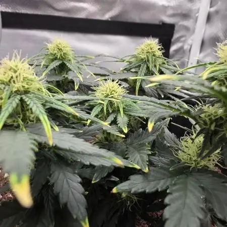 First grow