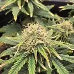 First grow