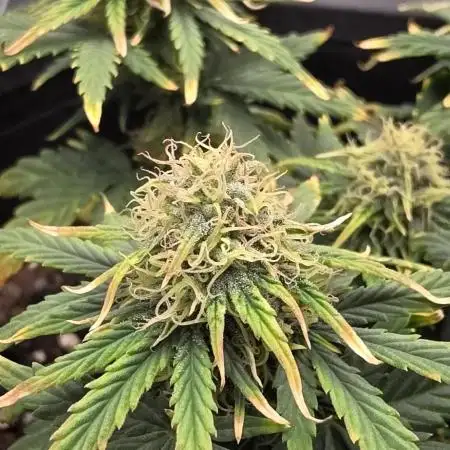 First grow