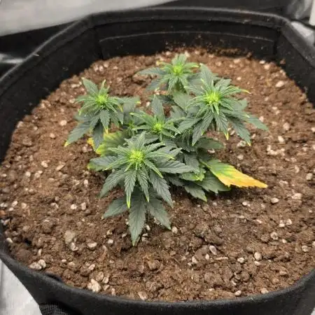 First grow
