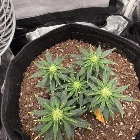 First grow