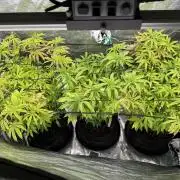 Grounded 2x Kawazaki/1x Pink Poochie