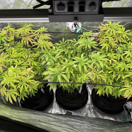 Grounded 2x Kawazaki/1x Pink Poochie