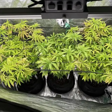 Grounded 2x Kawazaki/1x Pink Poochie