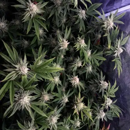 Grounded Genetics 2x Kawazaki