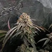 Grounded Genetics 2x Kawazaki