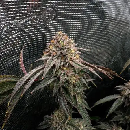Grounded Genetics 2x Kawazaki