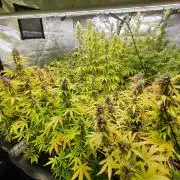 Segundo indoor