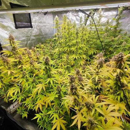 Segundo indoor