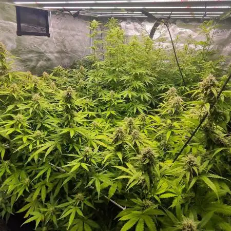 Segundo indoor
