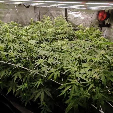 Segundo indoor