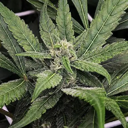 Segundo indoor