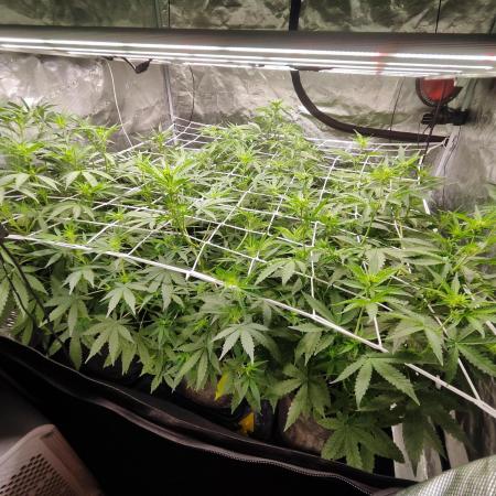 Segundo indoor