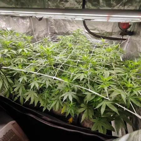 Segundo indoor